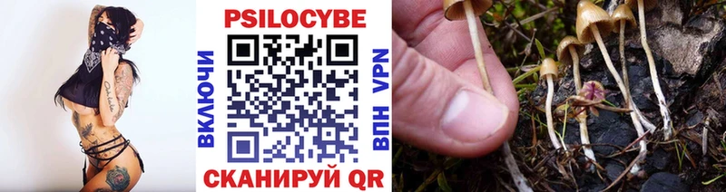 Псилоцибиновые грибы Psilocybe  Купить закладки  Ковылкино 